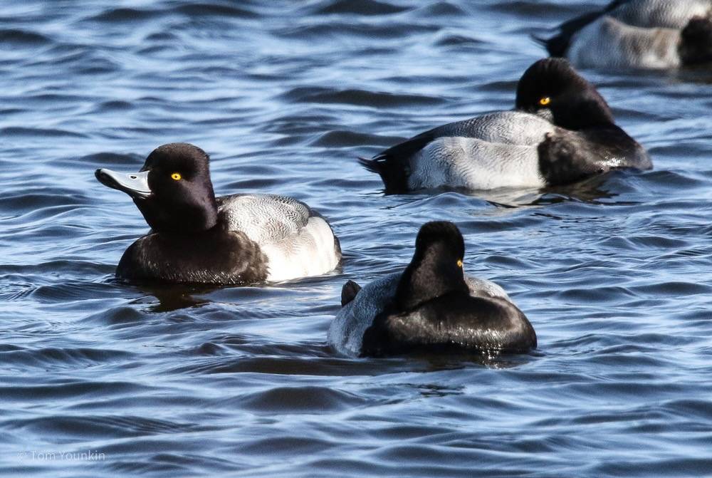 Tom Younkin, kingbirder.com